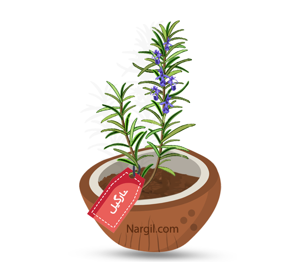 Nargil_Rosmarinus Officinalis